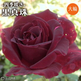 楽天市場 黒真珠 バラ 苗の通販 楽天市場 黒真珠 バラ 苗の通販