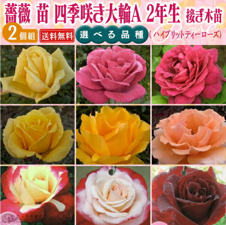 楽天市場 薔薇 苗 四季咲き大輪a 2年生 接ぎ木苗 ハイブリットティーローズ 2個セット 送料無料 選べる品種 花と緑の専門店 土っ子倶楽部