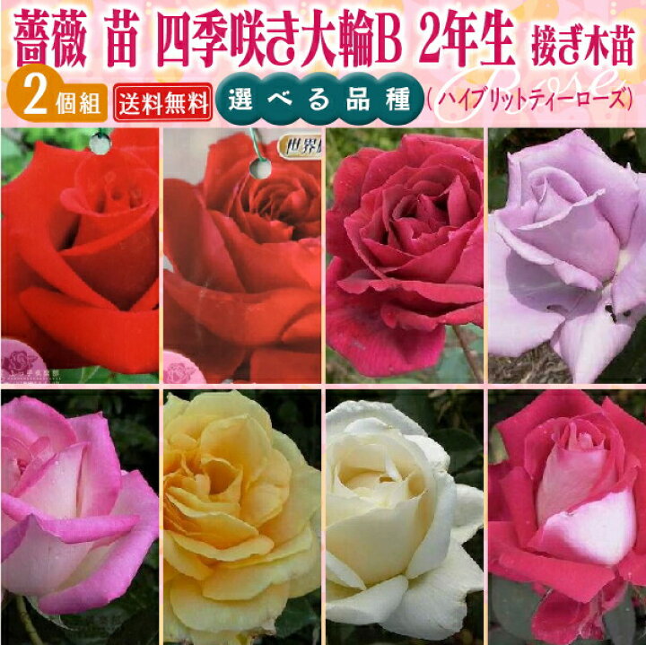 楽天市場 薔薇 苗 四季咲き大輪b 2年生 接ぎ木苗 ハイブリットティーローズ 2個セット 送料無料 選べる品種 花と緑の専門店 土っ子倶楽部