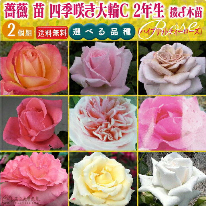 楽天市場 薔薇 苗 四季咲き大輪c 2年生 接ぎ木苗 ハイブリットティーローズ 2個セット 送料無料 選べる品種 花と緑の専門店 土っ子倶楽部