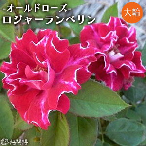 I[h[Y Ԃ炫  w W[x x 2N ڂؕc i鐫j o oc KN c yqy