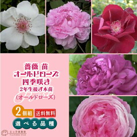 2個セット 薔薇 苗 オールドローズ四季咲き 【選べる品種】 2年生接ぎ木苗 【 送料無料 】 バラ 薔薇 苗