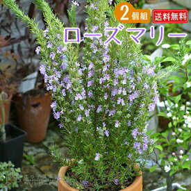 楽天市場 ローズマリー 這性の通販