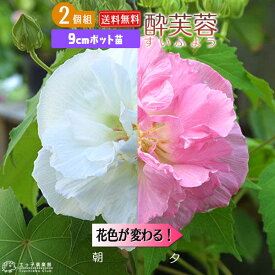 楽天市場 酔 芙蓉 花の通販