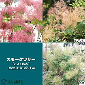 yIׂ3FzX[Nc[ i JX~̖ j 18cm i 6 j |bgc  JX~mL PmL nO}mL V{c[ gt  łĂ  Rei  Ԗ c c 