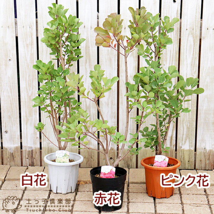 楽天市場】【選べる3色】スモークツリー （ カスミの木 ） 18cm 