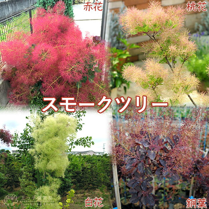 楽天市場 スモークツリー カスミの木 13 5cmポット苗 花と緑の専門店 土っ子倶楽部