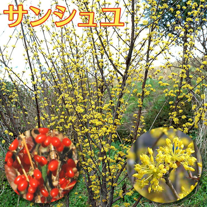 楽天市場 サンシュユ 山茱萸 6号鉢植え ハルコガネバナ アキサンゴ 苗木 花と緑の専門店 土っ子倶楽部