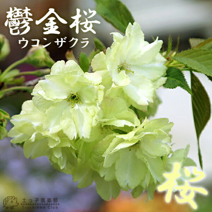 黄色さくら 鬱金桜 苗木 84 以上節約 苗木