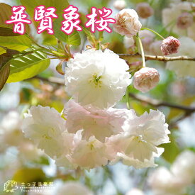 桜 『 普賢象 （ フゲンゾウ ）』 接ぎ木 10.5cmポット 苗木
