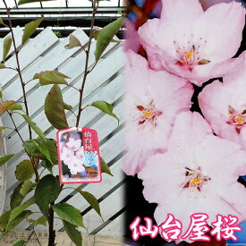 桜 『 仙台屋桜 （ センダイヤ ）』 接ぎ木 10.5cmポット 苗木