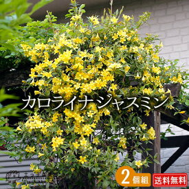楽天市場 ジャスミン 苗の通販