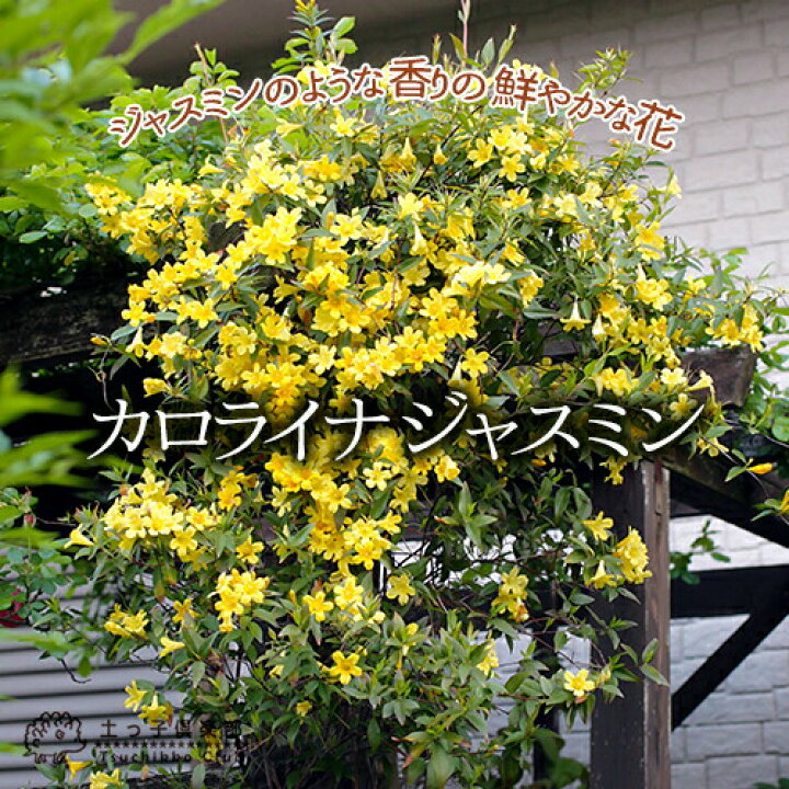 楽天市場 カロライナジャスミン 10 5cmポット苗 花と緑の専門店 土っ子倶楽部