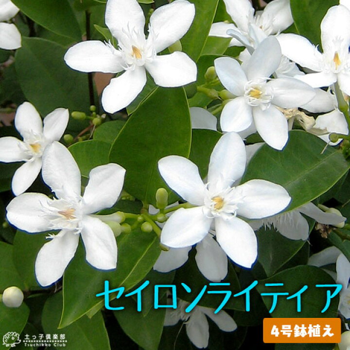 楽天市場 セイロンライティア 4号鉢植え 夏の花 花と緑の専門店 土っ子倶楽部 楽天市場 セイロンライティア 4号鉢植え 夏の花 花と緑の専門店 土っ子倶楽部