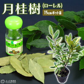 楽天市場 ローリエ 苗の通販