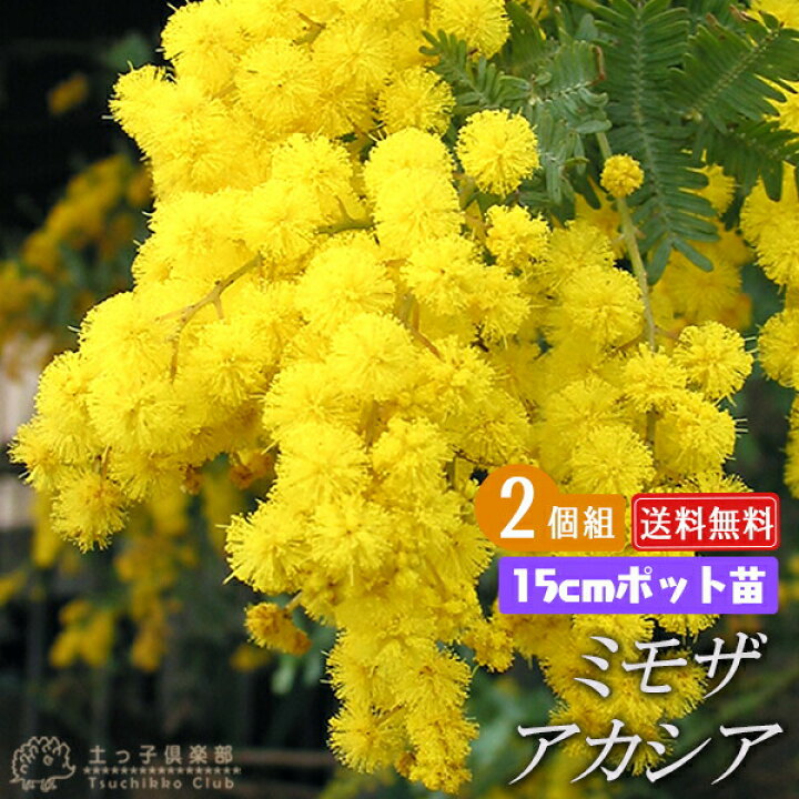楽天市場】ミモザアカシア 5号（15cm）ポット苗木 （ 銀葉アカシア 