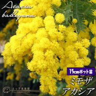 【半額】 ミモザ アカシア 5号（15cm）ポット苗木 （ 銀葉アカシア ）　アカシア ミモザ苗 苗 黄色 花木 …