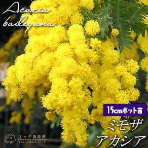 ~U AJVA 5 (15cm) |bgc tAJVA AJVA ~U c yz
