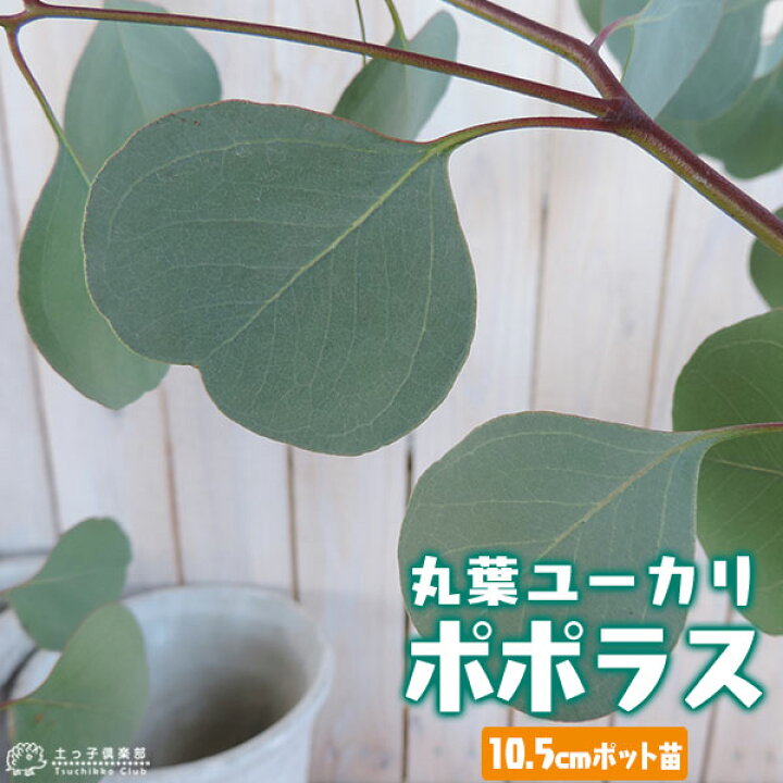楽天市場 丸葉ユーカリ ポポラス シルバーダラーガム 10 5cmポット苗 花と緑の専門店 土っ子倶楽部