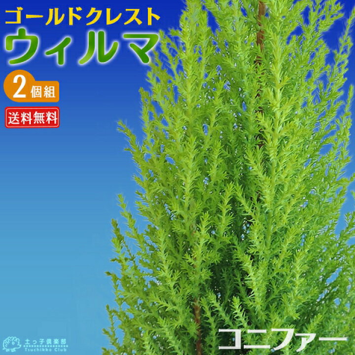 楽天市場 コニファー ゴールドクレスト ウィルマ 12cmポット苗 送料無料 2個セット 花と緑の専門店 土っ子倶楽部