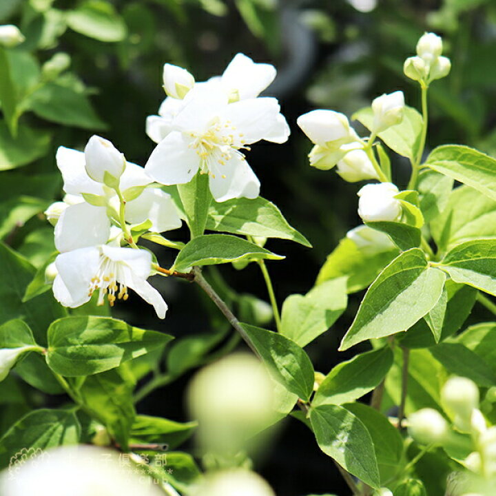 楽天市場 梅花ウツギ 香りバイカウツギ 5号鉢植え 花と緑の専門店 土っ子倶楽部