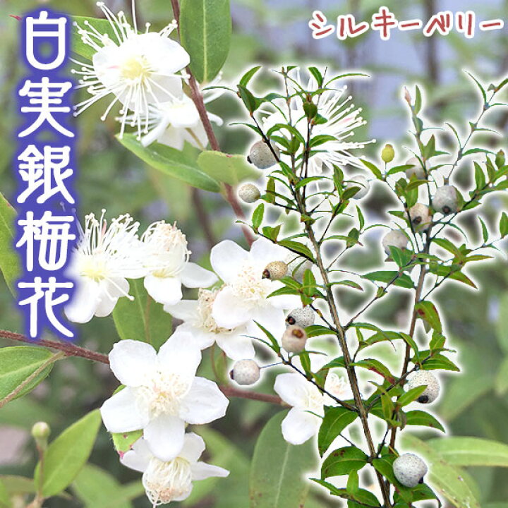 楽天市場 白実 銀梅花 シルキーベリー 12cmポット苗 ギンバイカ マートル 珍種 花と緑の専門店 土っ子倶楽部