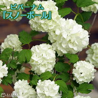 【スーパーSALE★700円OFF】　ビバーナム 『 スノーボール 』 5号鉢植え 花木 苗 苗木 オオデマリ 白 土…