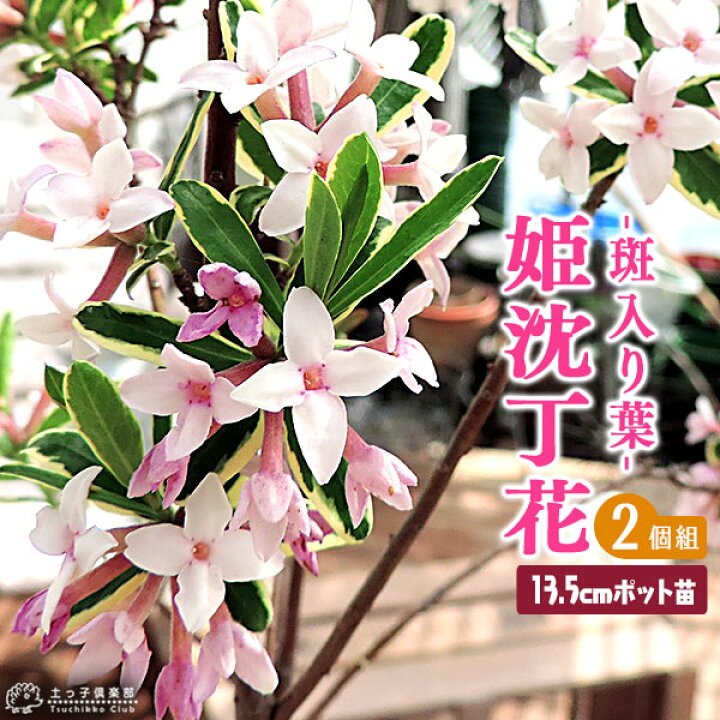 ジンチョウゲ 赤花 沈丁花苗木 Sale 103 Off 沈丁花苗木