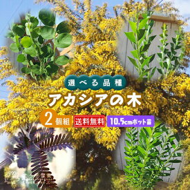 楽天市場 銀葉アカシア プルプレアの通販