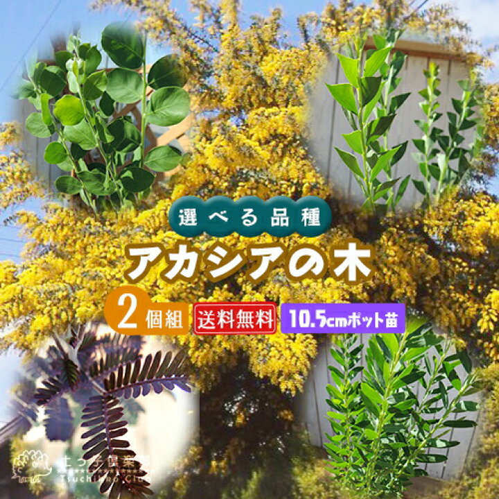 楽天市場 アカシアの木 ブルーブッシュ 三角葉 パール プルプレア 10 5cmポット苗 2個セット 送料無料 選べる品種 花と緑の専門店 土っ子倶楽部