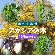 【スーパーSALE★400円OFF】　アカシア の 木 （ ブルーブッシュ / 三角葉 / パール / プルプレア ） 10.…
