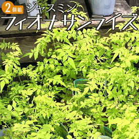 楽天市場 ジャスミン 苗 つる性の通販