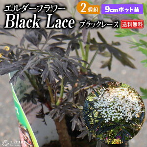 エルダーフラワー 西洋ニワトコ ブラックレース 9cmポット苗【 2個セット 】 【 送料無料 】 ガーデニング 庭木 ハーブ