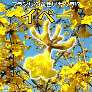 Cy[ 12cm|bgc yzCby[ CyC LoiCy[ MщԖ F ϊ uW A[`  uW̍ԁ@RKlmE[ yqy