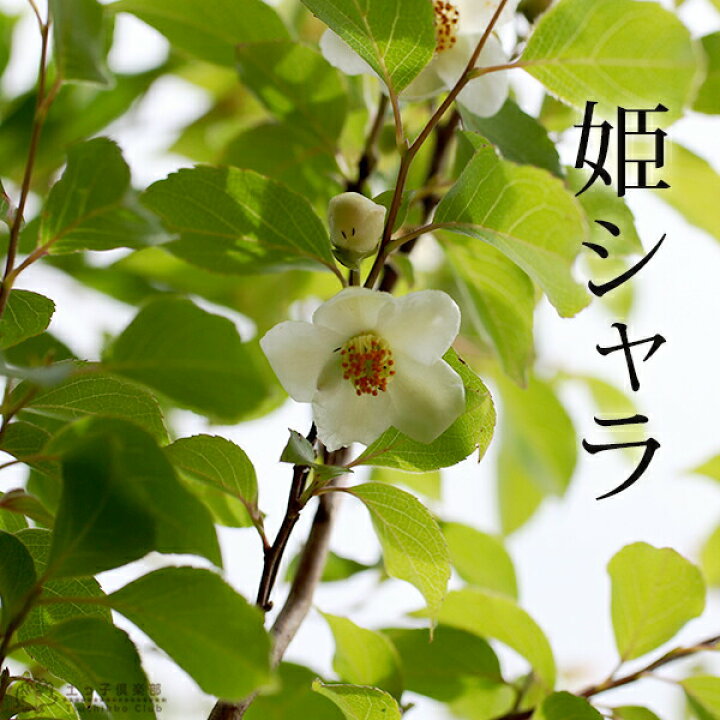楽天市場 ヒメシャラ 姫シャラ 18cmポット苗 花と緑の専門店 土っ子倶楽部