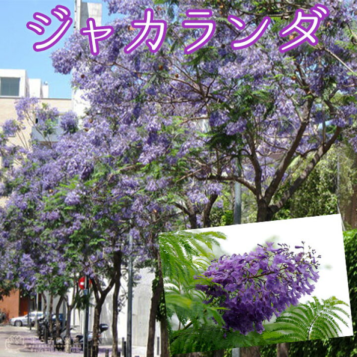 楽天市場 ジャカランダ 9cmポット苗 花と緑の専門店 土っ子倶楽部 楽天市場 ジャカランダ 9cmポット苗 花と緑の専門店 土っ子倶楽部