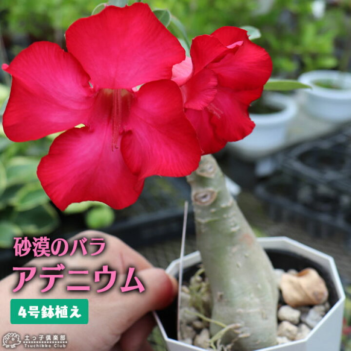 楽天市場 砂漠のバラ アデニウム 4号鉢植え 選べる花色 人気品種2色 花と緑の専門店 土っ子倶楽部