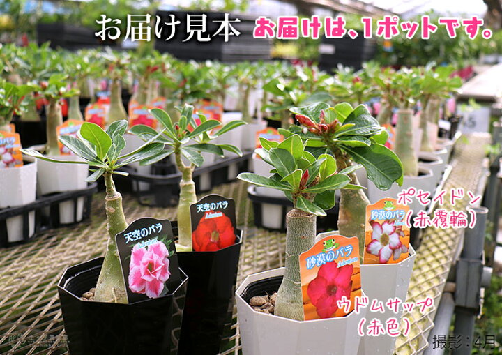 楽天市場 砂漠のバラ アデニウム 4号鉢植え 選べる花色 人気品種2色 花と緑の専門店 土っ子倶楽部 楽天市場 砂漠のバラ アデニウム 4号鉢植え 選べる花色 人気品種2色 花と緑の専門店 土っ子倶楽部