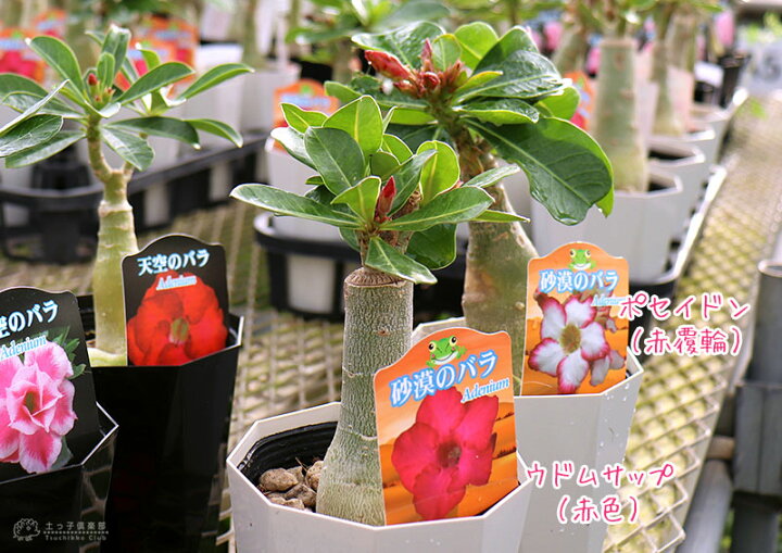 楽天市場 砂漠のバラ アデニウム 4号鉢植え 選べる花色 人気品種2色 花と緑の専門店 土っ子倶楽部