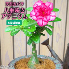 楽天市場 アデニウム 種の通販