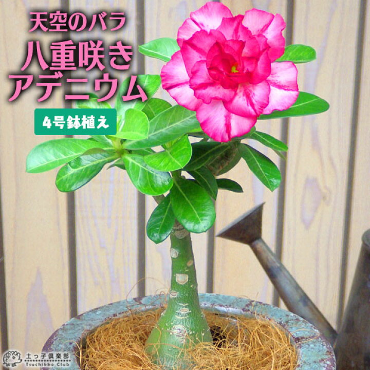 楽天市場】天空のバラ （ 八重咲き アデニウム ） 4号鉢植え 【選べる 