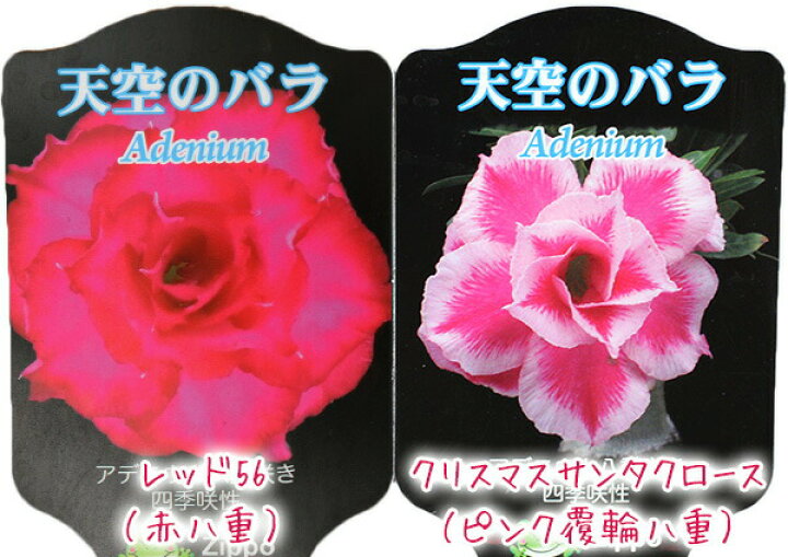 楽天市場 天空のバラ 八重咲き アデニウム 4号鉢植え 選べる花色 人気品種2色 花と緑の専門店 土っ子倶楽部 楽天市場 天空のバラ 八重咲き アデニウム 4号鉢植え 選べる花色 人気品種2色 花と緑の専門店 土っ子倶楽部