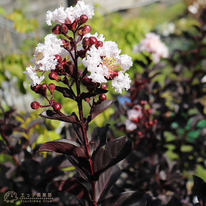 楽天市場 黒葉サルスベリ ブラックパール 6号スリット鉢植え 選べる花色 花と緑の専門店 土っ子倶楽部
