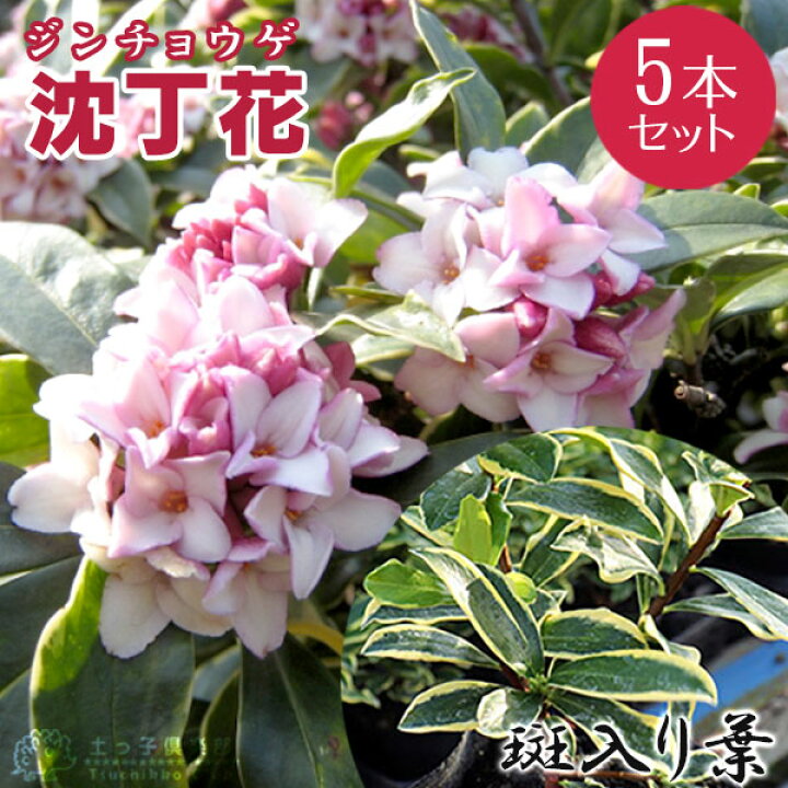 楽天市場 斑入り 沈丁花 赤花 15cmポット苗 フクリン ジンチョウゲ 送料無料 5個セット 花と緑の専門店 土っ子倶楽部