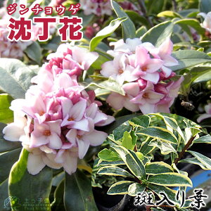 沈丁花 苗の人気商品 通販 価格比較 価格 Com