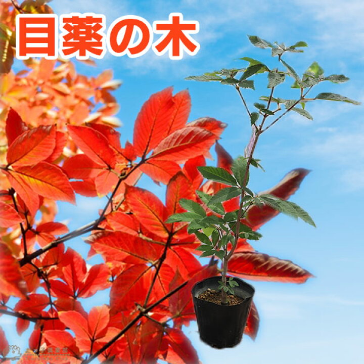 楽天市場】目薬の木 （ メグスリノキ ） 13.5cmポット 苗木 : 花と緑の 