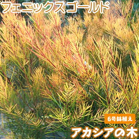 アカシアの木『 フェニックスゴールド 』（ 珍種 ）6号スリット鉢植え　アカシア ミモザ 苗 苗木