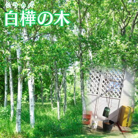 白樺 『 ジャクモンティ 』（ シラカバ ）15cmポット苗 暖かい地域でも育つシラカバ 樹木 落葉高木 庭 鉢 シンボルツリー 土っ子倶楽部
