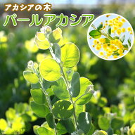 アカシアの木『 パールアカシア 』 9cmポット苗木 （ ポダリリーフォリア ） ミモザ アカシア 苗 苗木 黄…