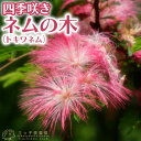 四季咲きネムの木（ トキワネム ）15cmポット苗